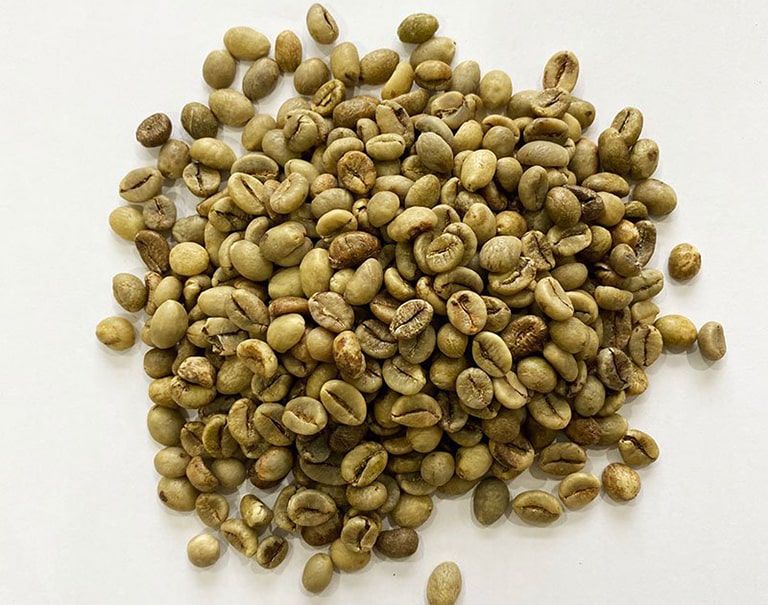 Green Coffee Beans Robusta Wet Polished – Size 16